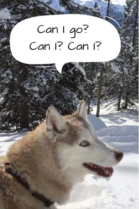 Can I Go Play In The Snow Husky Asking To Play In Snow