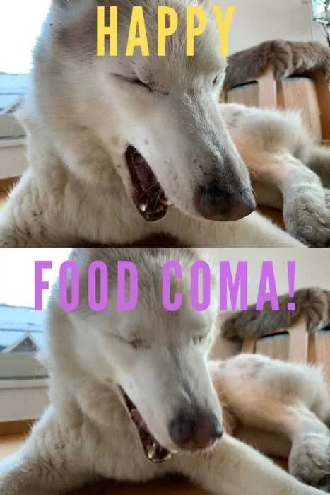 Happy Food Coma Dog Yawning