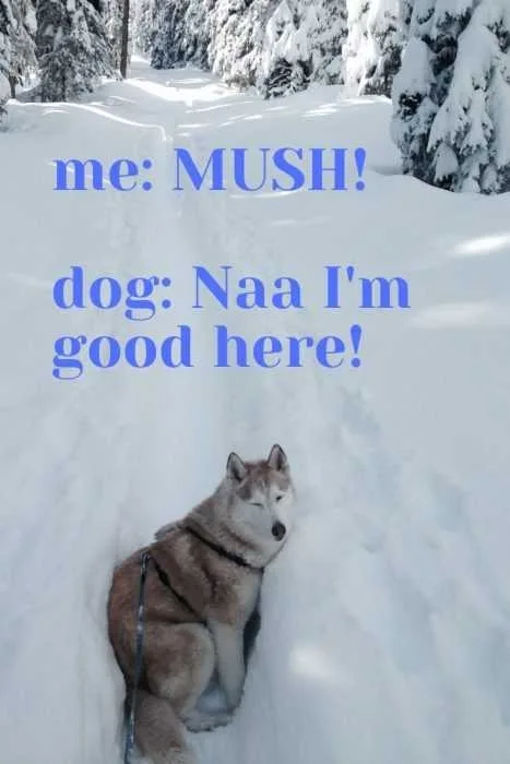 Not Mushing Husky Refuses To Continue