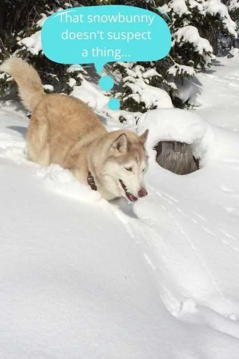 Hunting Instincts Of A Husky Husky In Snow Stalking Snow Rabbit