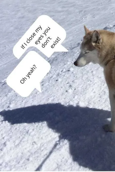 You Don't Exist If I Close My Eyes Husky Ignoring Its Shadow