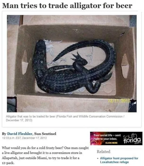 Florida-Trades-Gator Florida Trades Gator