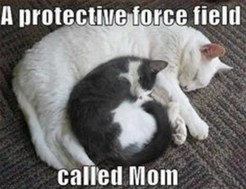 Screen-Shot-2020-05-05-At-8.27.33-Pm Mothers Day Memes Mom Meme About How Mom Is A Protective Shield