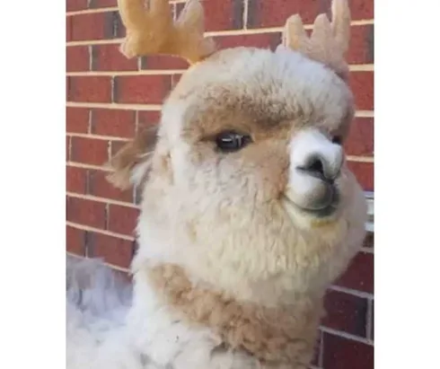 Floofy-Animals-12 Floofy Animals Floofy Alpaca