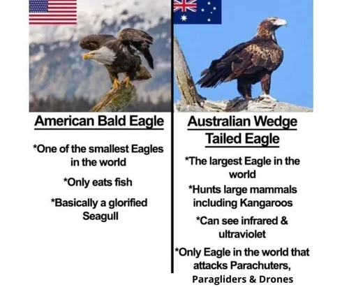 Australian-Fourth-Of-July Australian Wedge Tail Eagle Vs American Bald Eagle Meme