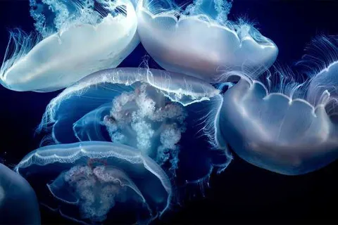 Best-Zoom-Background-28 Aquarium Zoom Background