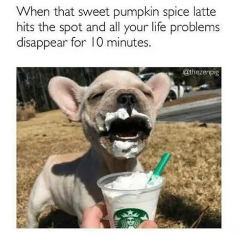Funny-Disappear-Minutes Pumpkin Spice Latte Meme With Puppy Looking Relaxed