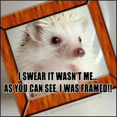 Funny-Framed Hedgehog In A Picture Frame Captioned I Swear It Wasn't Me... As You Can See I Was Framed!