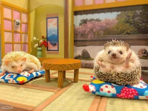 Funny-Hedgehog-Cafe Two Hedge Hogs Sitting In A Japanese Room