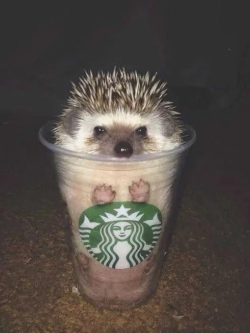 Hedgehog-Cup Cute Picture Of A Hedgehog In A Transparent Starbucks Cup