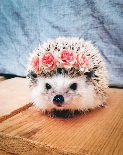 Hedgehog-Flowers Cute Picture Of Hedgehog Wearing Roses In Its Spikes