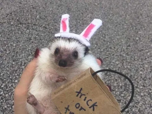 Hedgehog-Sign Hedgehog Dressed Up As A Rabbit Out Trick Or Treating