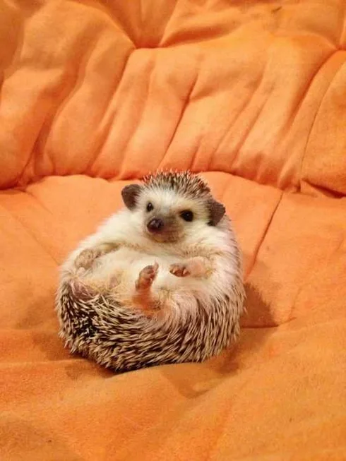 Hedgehog-Sit Adorable Hedgehog Sitting On A Sofa On It's Back