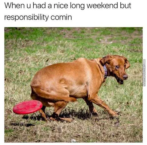 Holiday-Responsbility-Coming Funny Labor Day Memes Dog Chased By Frisbee