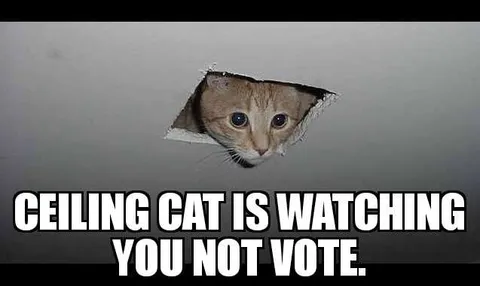 Meme-Ceiling-Cat Voting Cat Memes Ceiling Cat