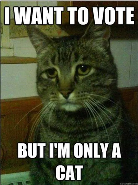 Meme-Want-To-Vote Voting Memes Cat Wants To Vote