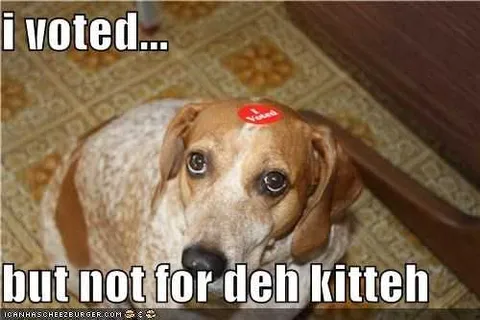 Voting-Not-Kitteh Funny Voting Memes Dog Dog Not Happy