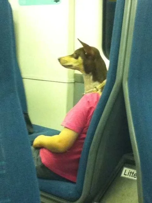 21 Pictures That You Will Need To Look Carefully To Know. #12 Is Amusing- Lol._5Fb28135A3522.Jpeg510 Funny Pictures Double Take Photo Dog With Arms And Legs