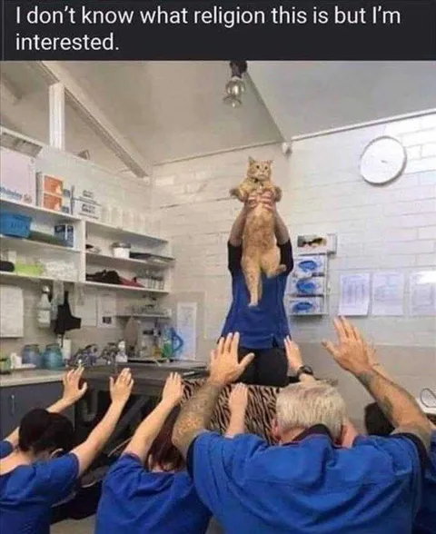 Cat Memes Clean Ancient Egypt Vet Office