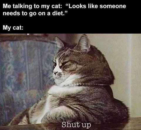 Funny Animal Memes Clean Fat Cat With Attitude