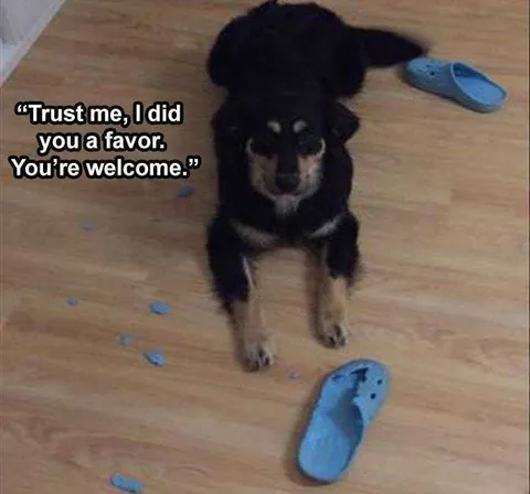 Funny Animal Memes Clean Dog Tears Apart Crocs