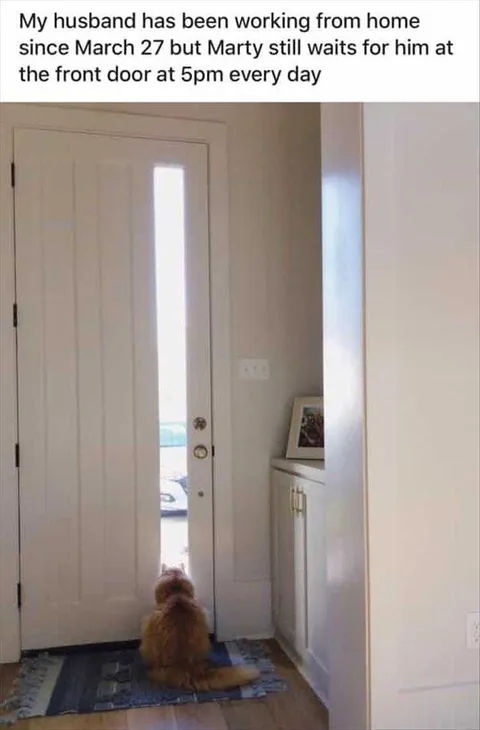 Funny Animal Memes Clean Creature Of Habit Cats