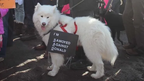 Tumblr_Ad6A620Aac7D5947Ee76Db1Bdd6Cae0B_C9A94A7F_1280 Funny Protest Signs Samoyed Against Donald
