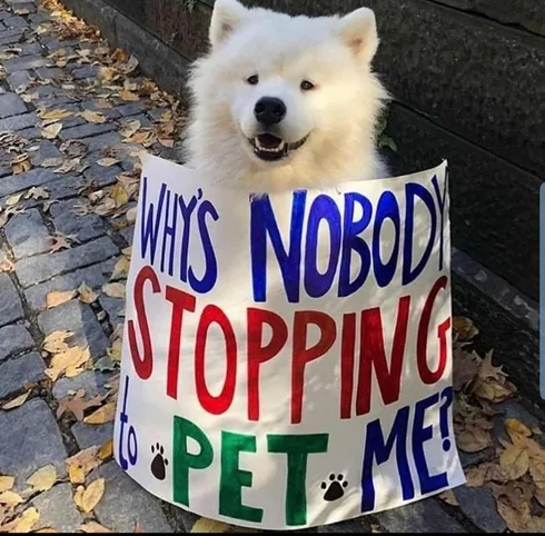 Tumblr_Pp2W45Elsx1Sck49R_1280 Funny Protest Sign Memes Nobody Petting
