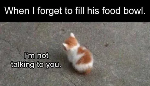 Funniest Pet Pics Moody Kitten