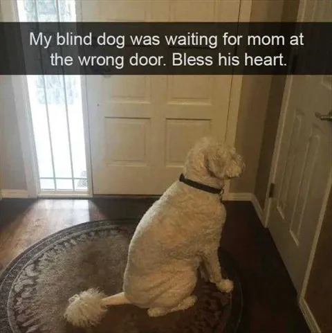 Funniest Pet Pics Closet Dog
