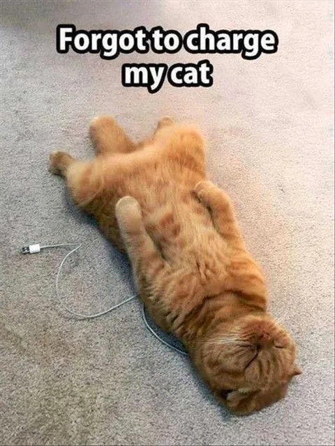 Funniest Pet Pic Bricked Cat