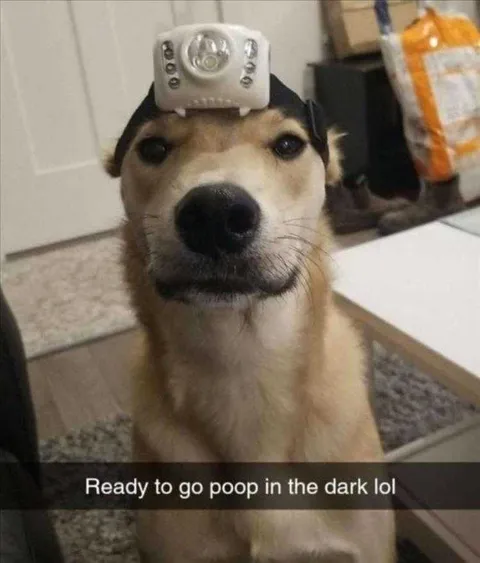 Funniest Pets Pic Dark Pooper