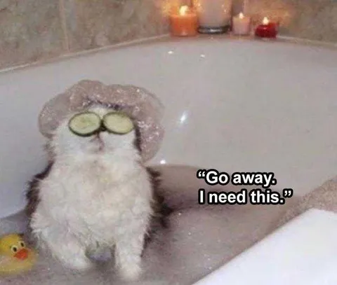 Funniest Pet Pic Cat Therapy