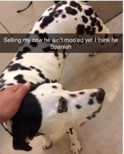 Funniest Pet Pic Skinny Cow