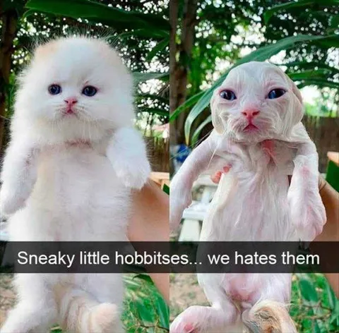 Funniest Pet Pics Gollum Cat