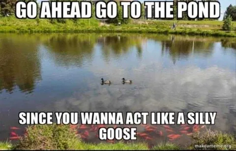 Funniest Pet Pics Goose