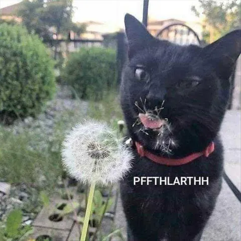 Funniest Pet Pics Not Dandy