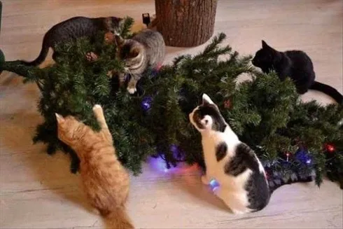 Cats Vs Christmas Tree Meme Tag Team