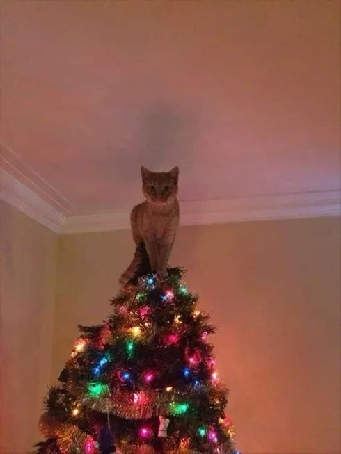 Funny Cats Vs. Christmas Tree Meme I Belong Here