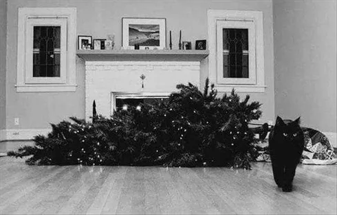 Cats Vs. Christmas Tree Memes Leaving The Scene Of Destruction