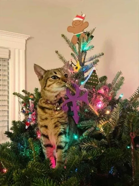 Cat Vs. Christmas Tree Meme What's This