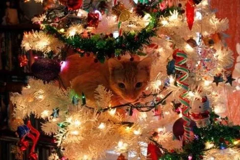 Cat Vs Christmas Tree Meme Warming Glow