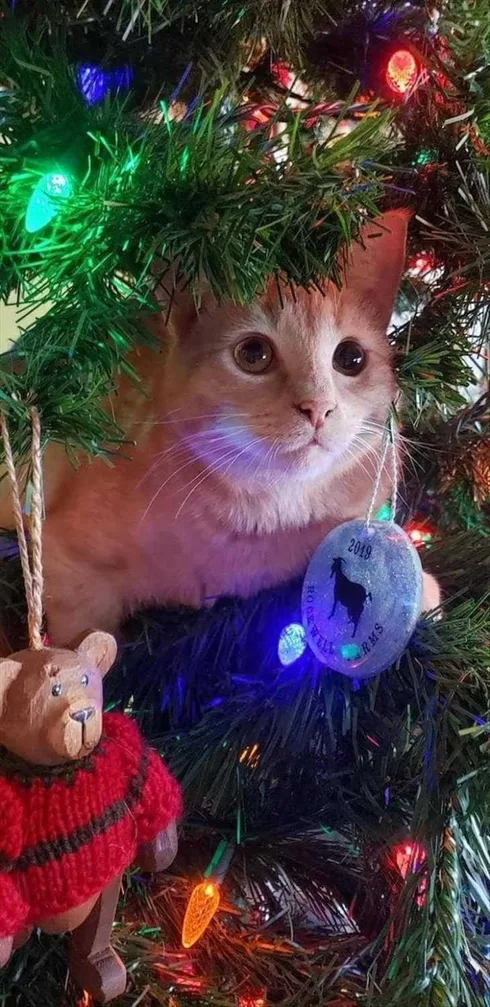 Cats Vs Christmas Tree Meme Found My Spot