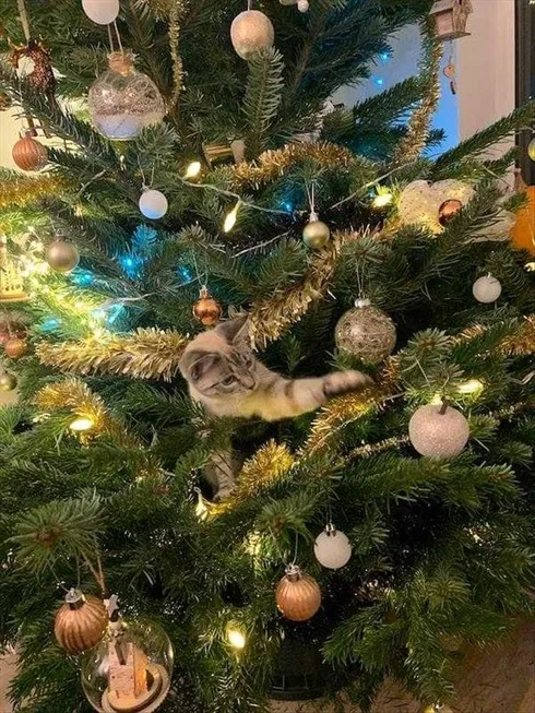 Cat Vs. Christmas Tree Memes Yarn With Glitter