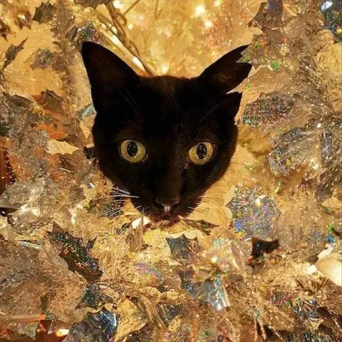 Cat Vs. Christmas Tree Meme Camouflage Fail