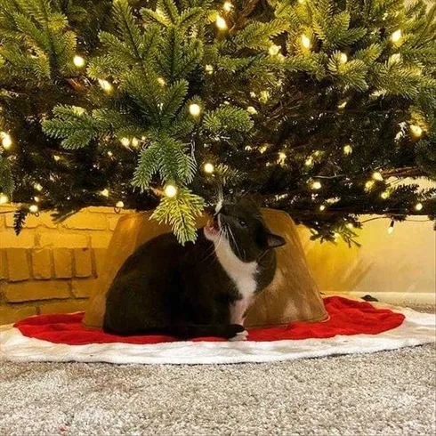 Cats Vs Christmas Tree Meme Attack The Light