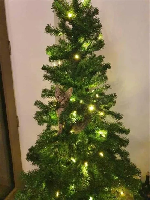 Cats Vs Christmas Tree Meme Lighting My World