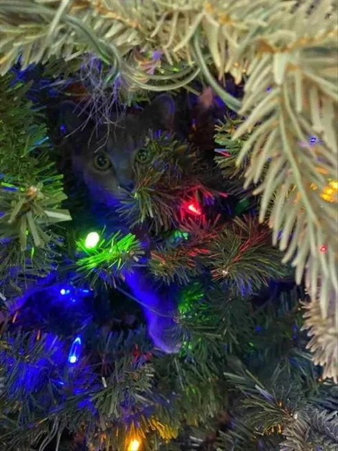 Cats Vs Christmas Tree Meme Stuck