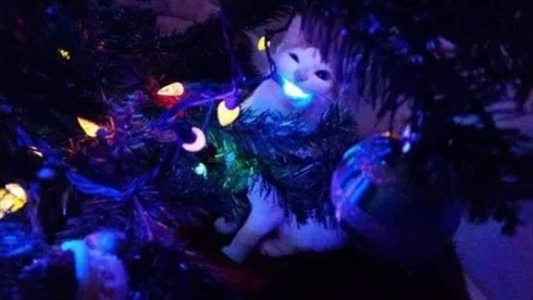 Cats Vs Christmas Tree Meme Eat Glowing Treat