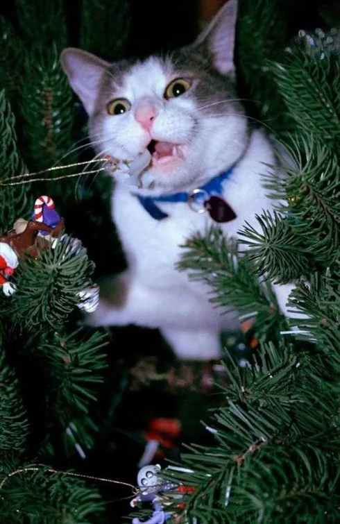 Cats Vs Christmas Tree Meme Low Hanging Fruit